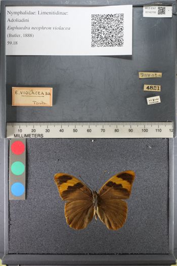 Media type: image;   Entomology 142793